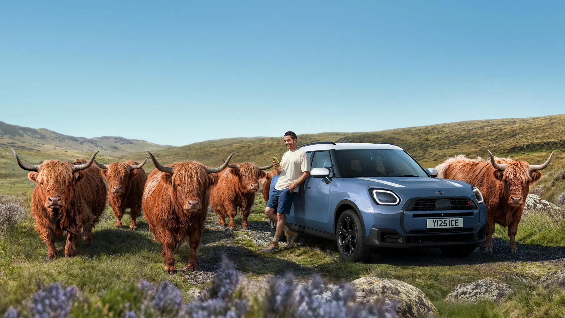 Muž sa pohodlne opiera o svoje MINI Countryman S ALL4, obklopený škótskym náhorným dobytkom, na kopcovitom teréne.